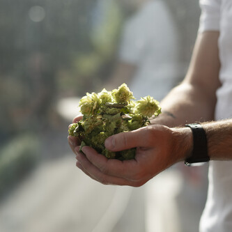 Hände mit Hopfen