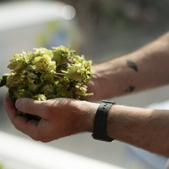 Hands with hops